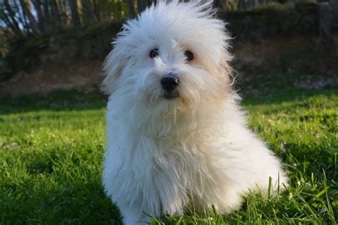 coton de tulear coat.